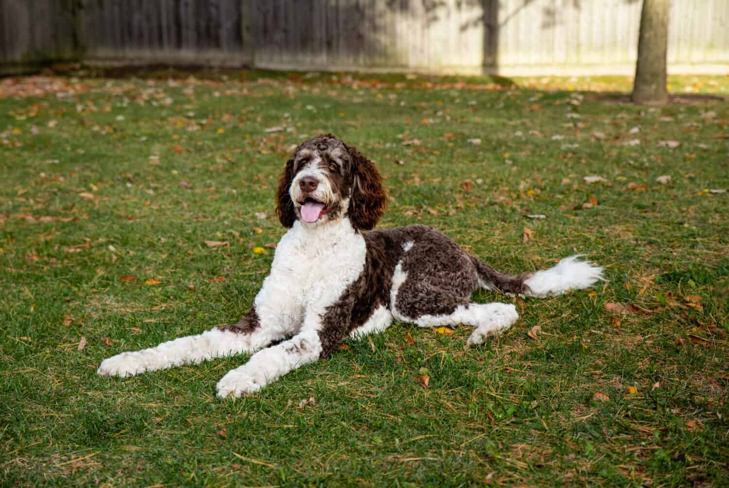 Cane adulto marrone e bianco bernedoodle sdraiato sull'erba all'aperto.