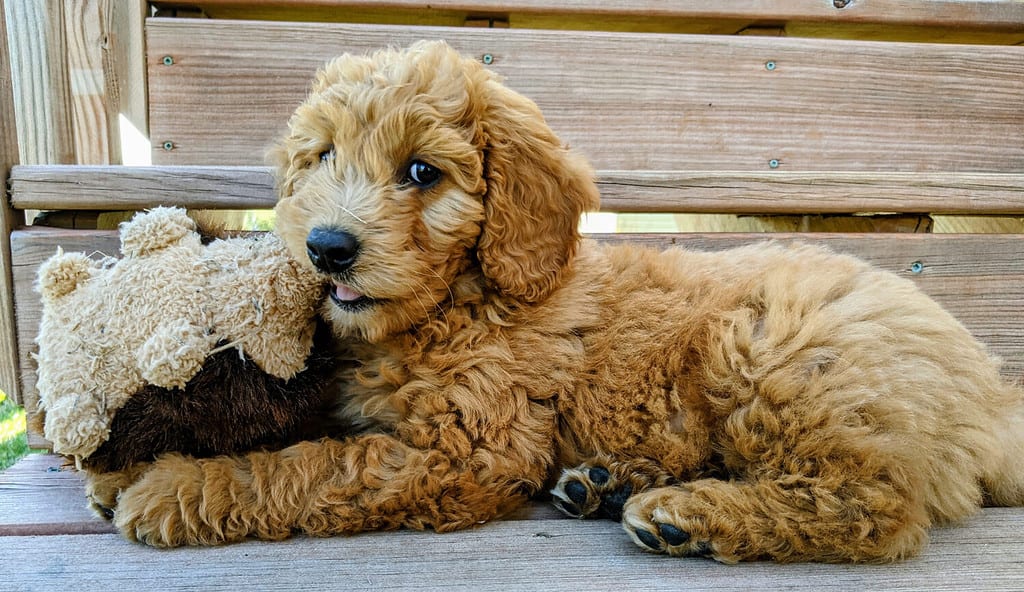 Cucciolo di Goldendoodle inglese con giocattolo per cani