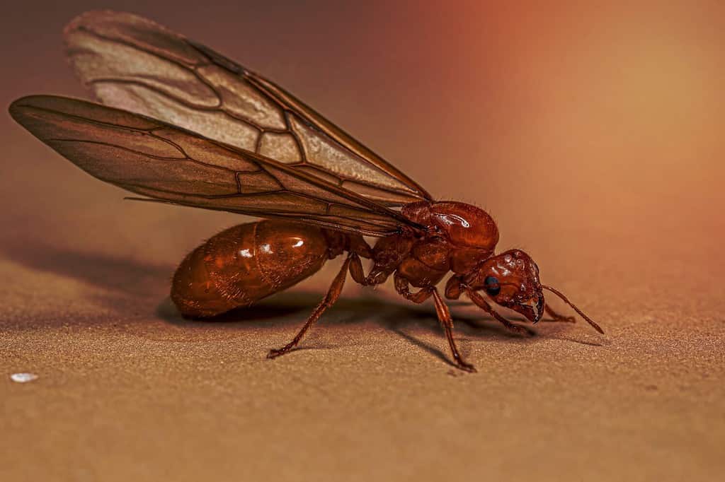 Formica regina ladra alata femmina adulta del genere Carebara