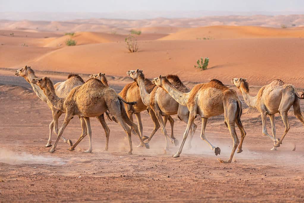In media, i cammelli possono raggiungere velocità fino a 25 miglia all'ora
