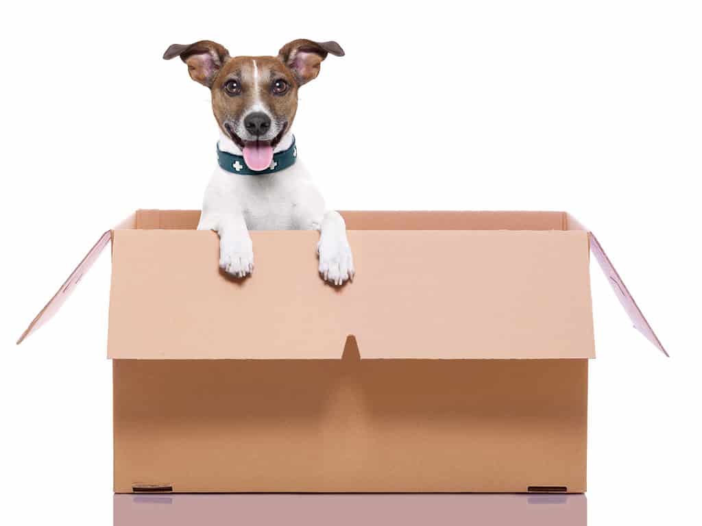 cane da posta in una scatola per traslochi molto grande
