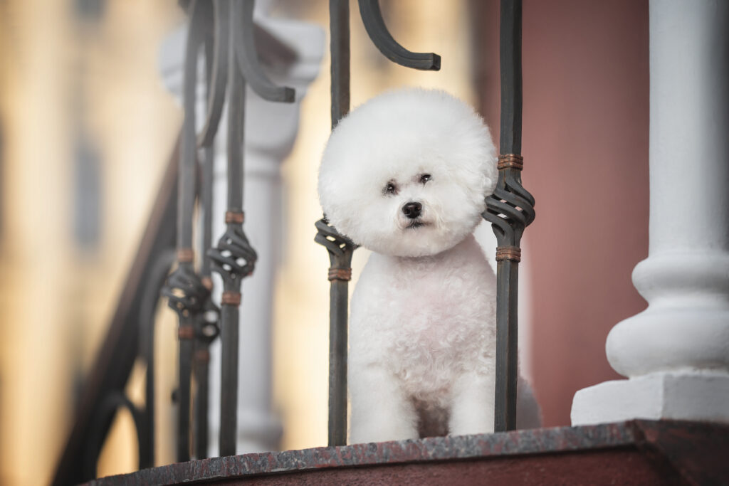 Bichon Frise con un bel taglio di capelli che fa capolino da dietro una recinzione metallica su gradini di pietra e guarda direttamente nella telecamera sullo sfondo di un paesaggio urbano al tramonto senza neve