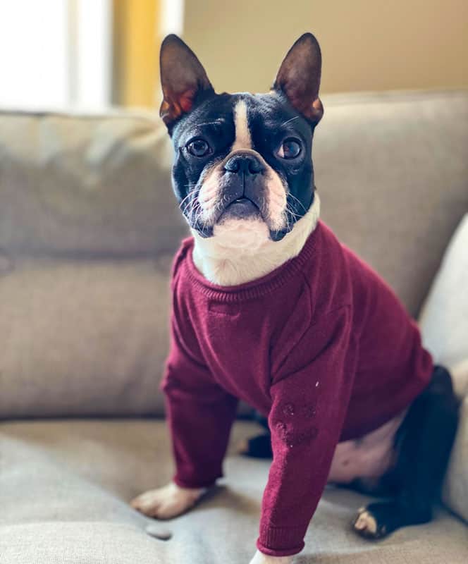 Boston Terrier, maglione, cane, bulldog francese, posa alternativa