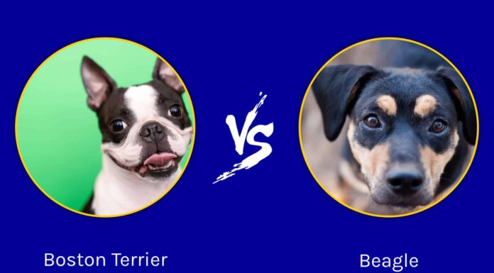  I cani più carini del mondo: Boston Terrier vs.  Beagle
