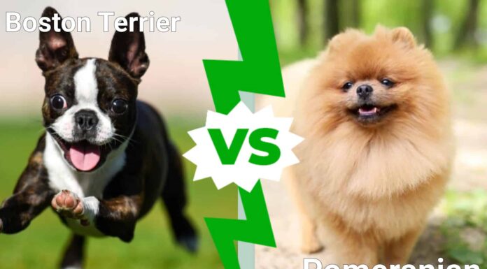  I cani più carini del mondo: Boston Terrier vs.  Pomerania
