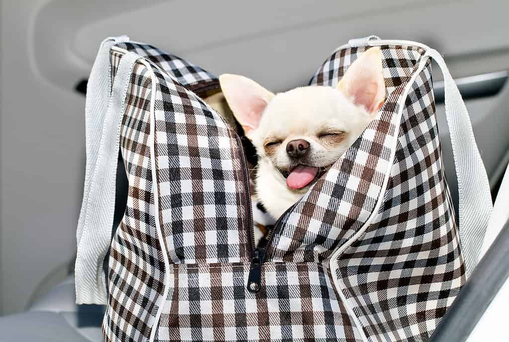 Chihuahua in una borsa