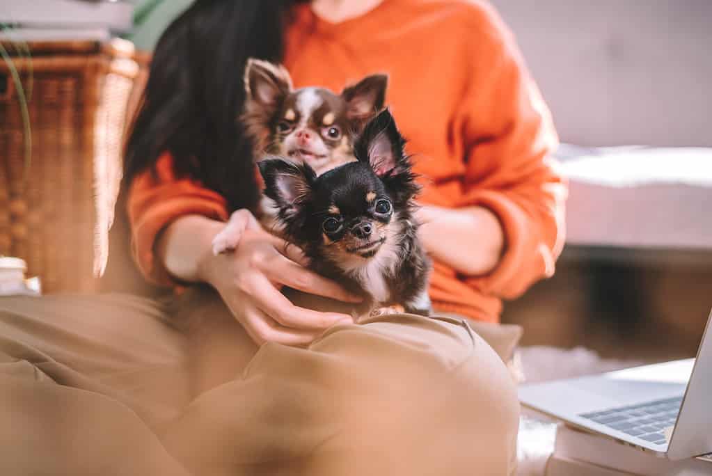 Chihuahua a pelo lungo