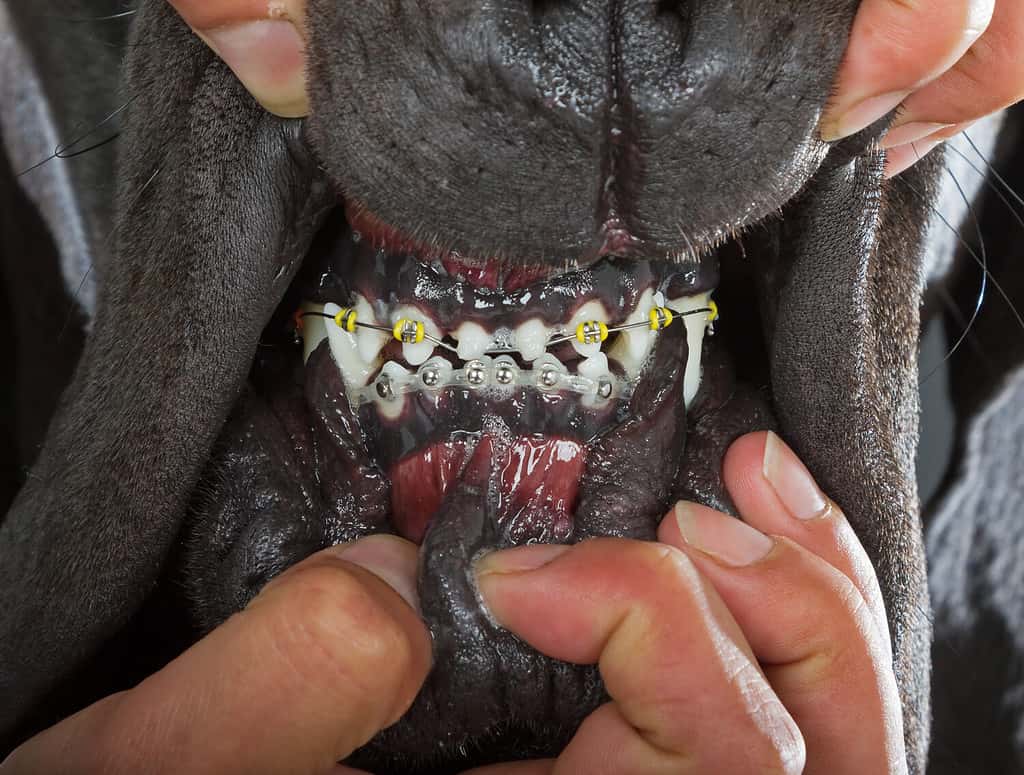 Dente di cane con sistema a staffa.  Odontoiatria e ortodonzia veterinaria professionale.