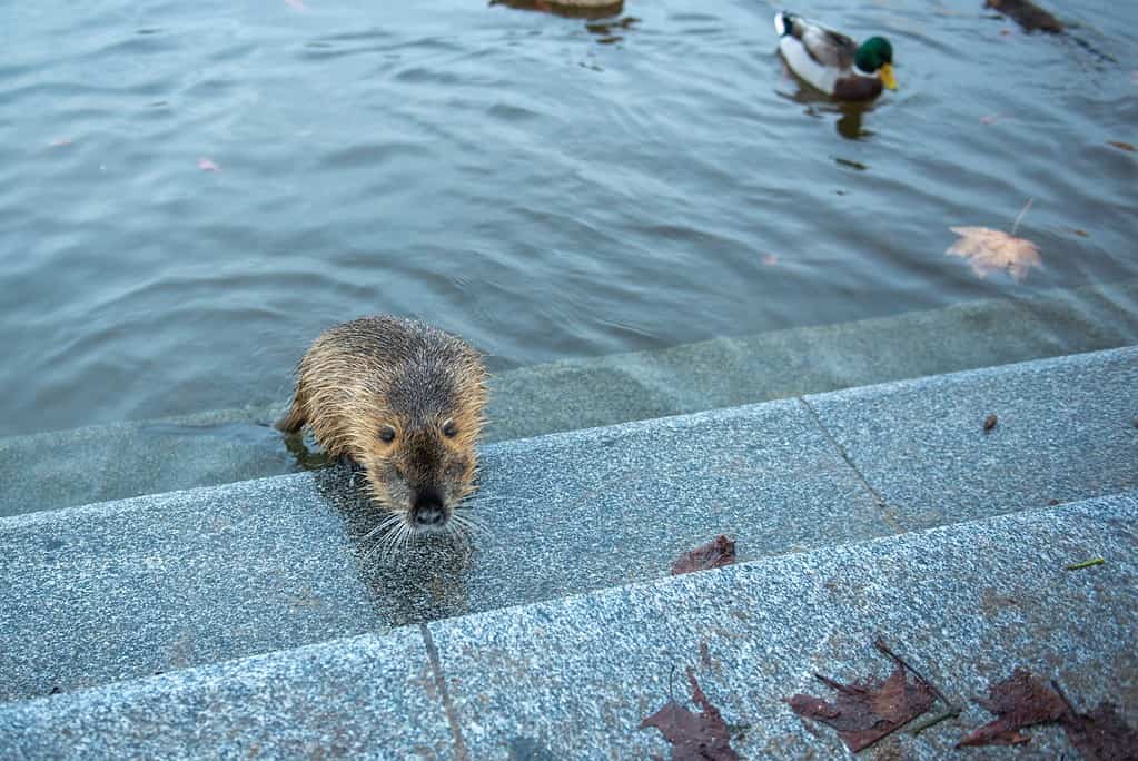 un castoro esce dall'acqua accanto a un'anatra