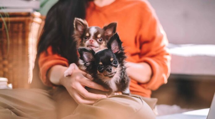  I chihuahua sono buoni animali domestici?  Tutto da sapere sul loro temperamento
