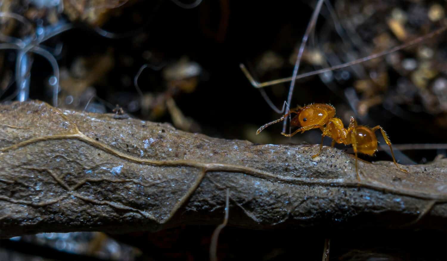 formica marrone Solenopsis molesta che cammina su una foglia secca