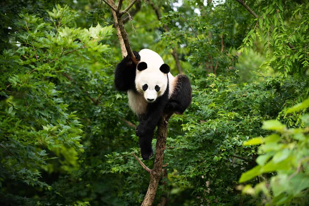 Panda gigante Bei Bei su un albero