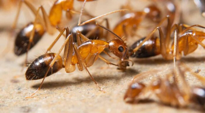  I texani si preparano!  Questi 7 tipi di formiche emergeranno quest'estate
