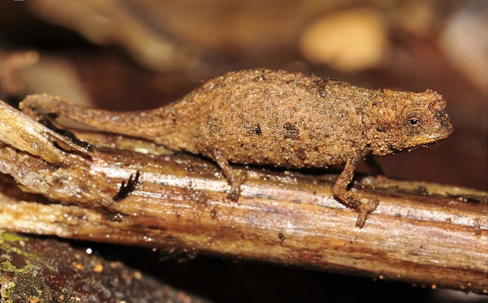 Nano camaleonte, Brookesia nana