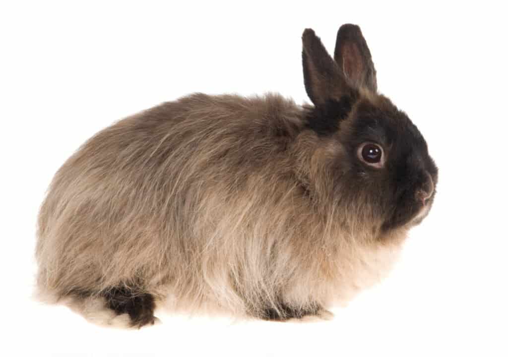 5 conigli più economici da tenere come animali domestici