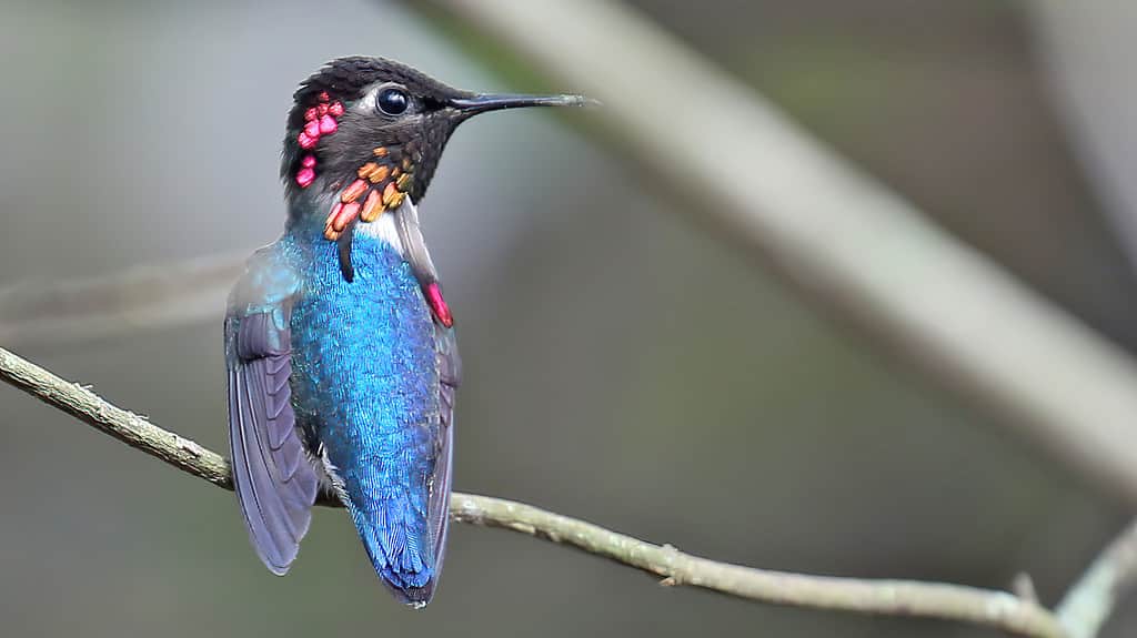 Il colibrì ape vive a Cuba
