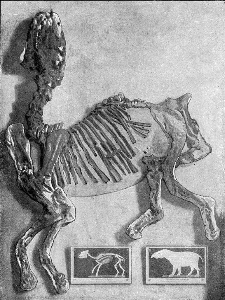 Palaeotherium magnum Cuvier, foto d'epoca.  Dall'Universo e dall'umanità, 1910.