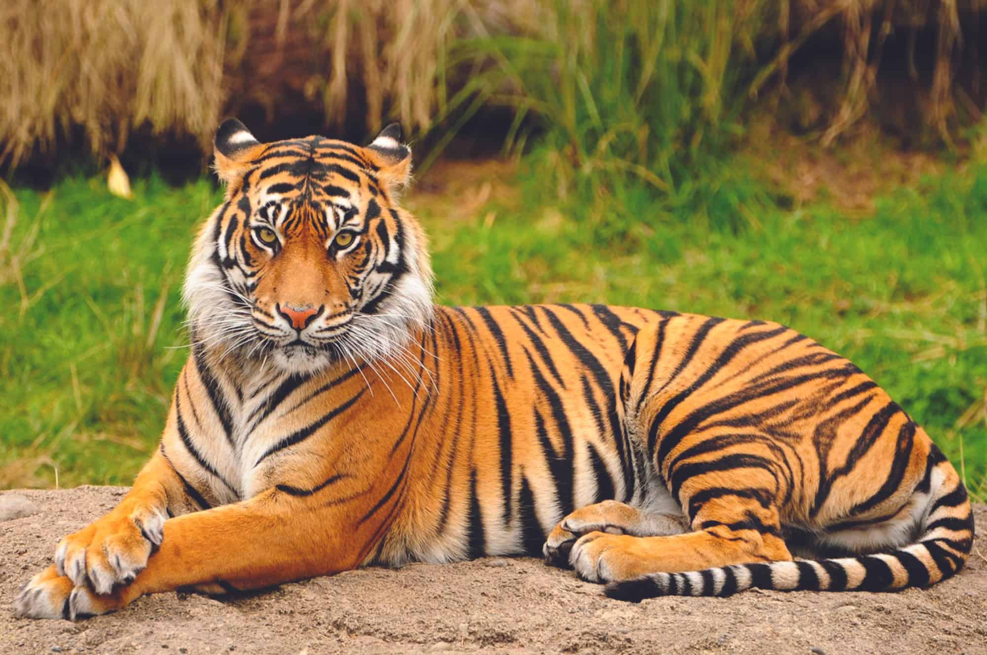 Bangladesh, tigre del Bengala, tigre, Bengala occidentale, animale