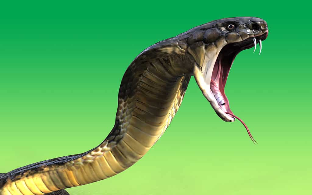 Vista laterale del cobra reale con la bocca spalancata