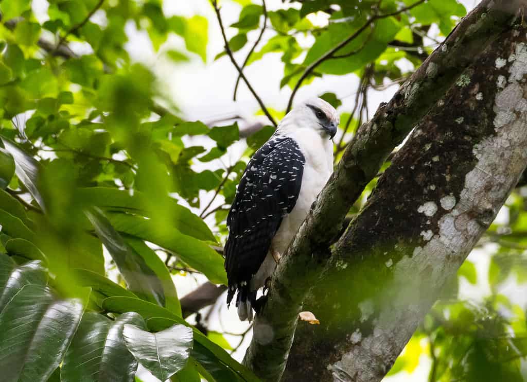 Falco bianco o Pseudastur albicollis
