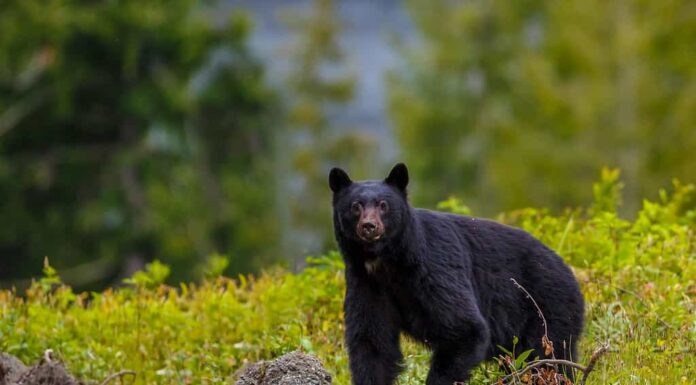 Black bear