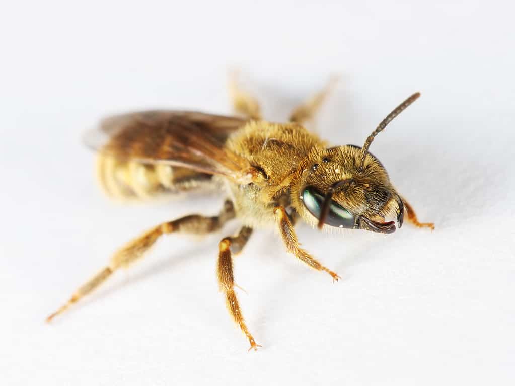 Piccola ape su sfondo bianco