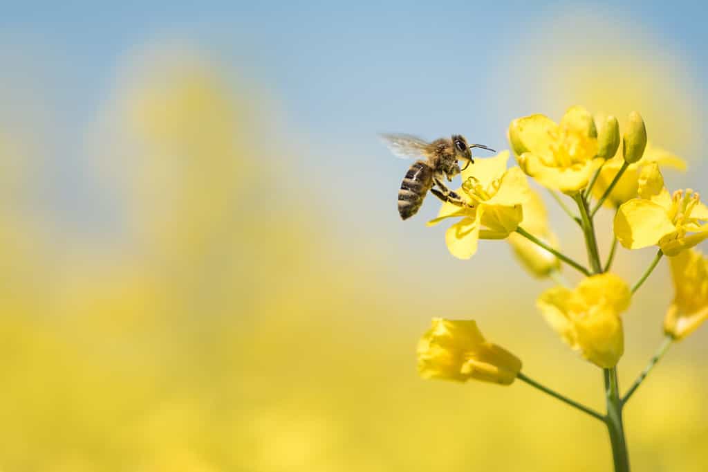 Honey Bee che raccoglie polline sul fiore giallo della colza contro il cielo blu