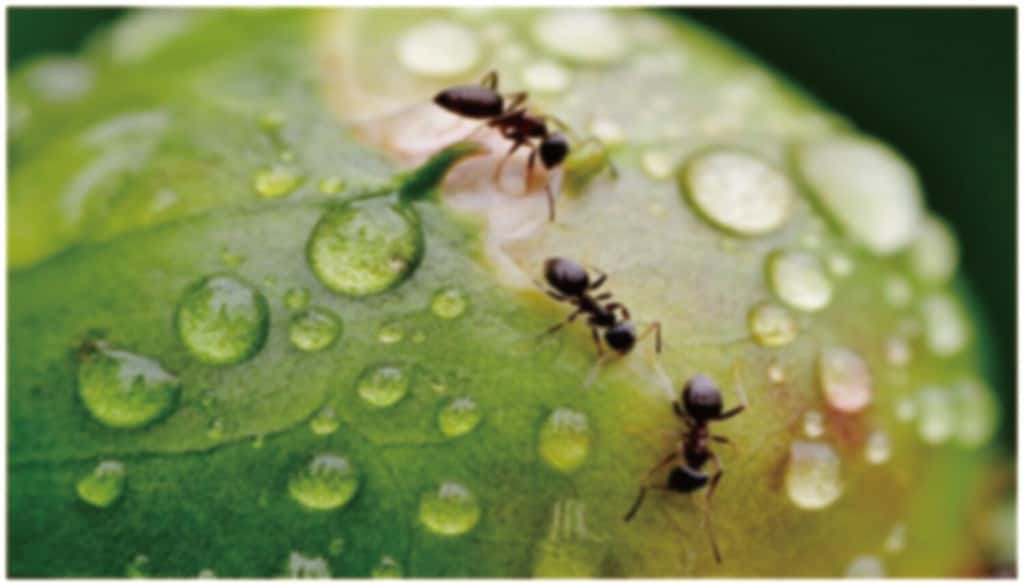 sfondo astratto sfocato di formiche sulle foglie dopo la pioggia a bojong danas