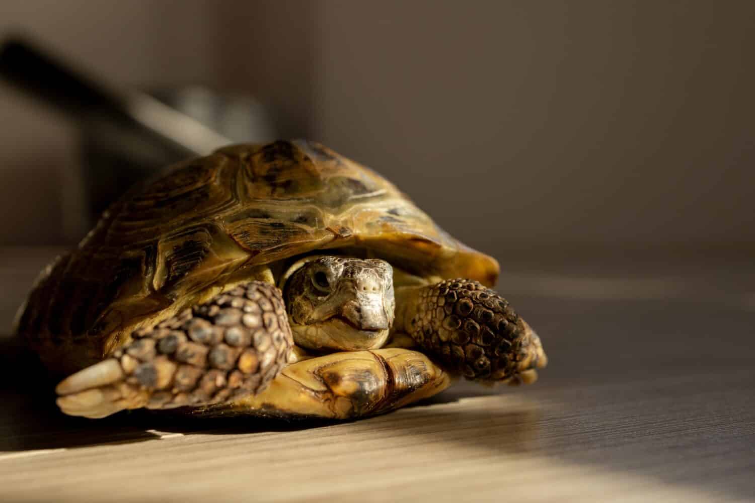 una tartaruga terrestre striscia sul pavimento di una stanza