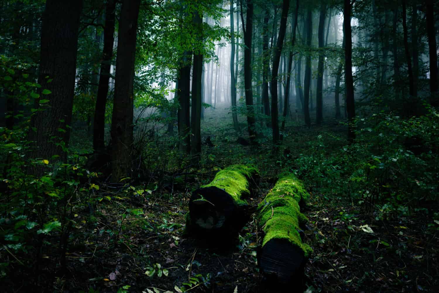 Due vecchi tronchi d'albero sdraiati sul suolo della foresta nella nebbia