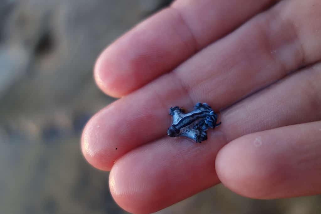 La lumaca di mare del drago blu raramente supera i 1,2 pollici
