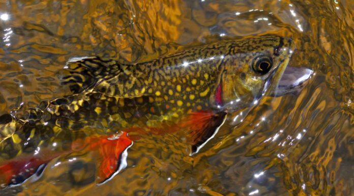  Mostro del fiume!  La più grande trota di fiume mai catturata in Idaho
