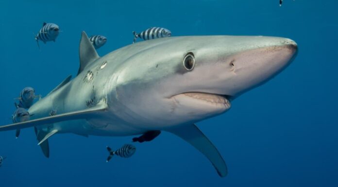  Mostro marino!  Il più grande squalo blu mai catturato in California
