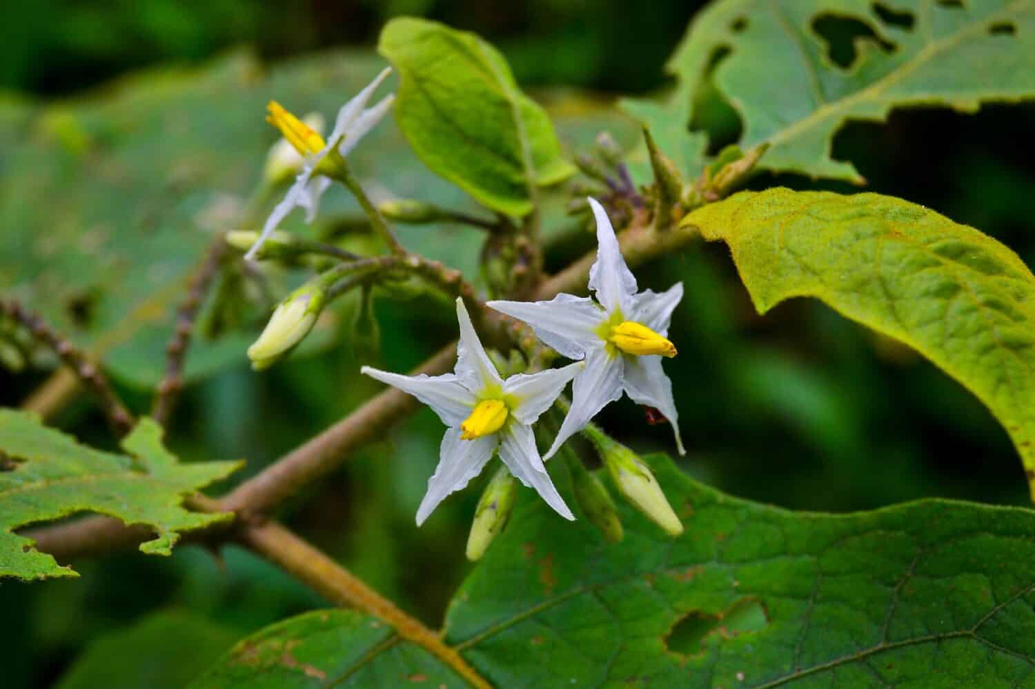 Solanum carolinense, ortica del cavallo della Carolina, non è una vera ortica, ma un membro della famiglia delle Solanacee, o belladonna.  È una pianta erbacea perenne, originaria del sud-est degli Stati Uniti