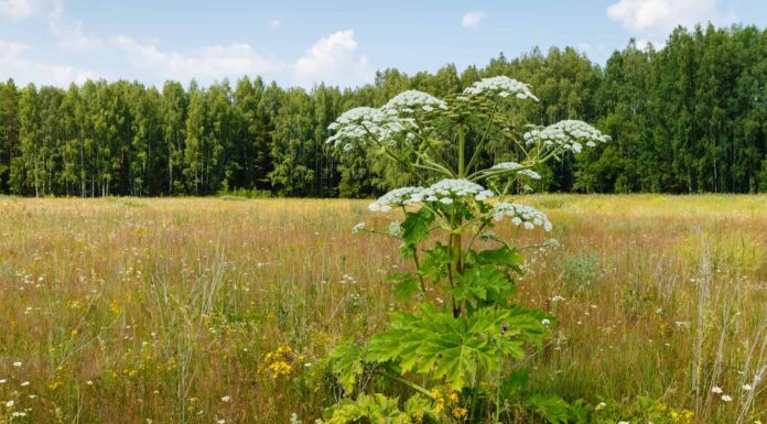 Non toccare queste 8 piante pericolose che crescono nel Michigan
