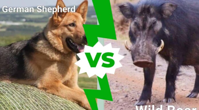 Pastore tedesco contro cinghiale: quale animale vincerebbe un combattimento?
