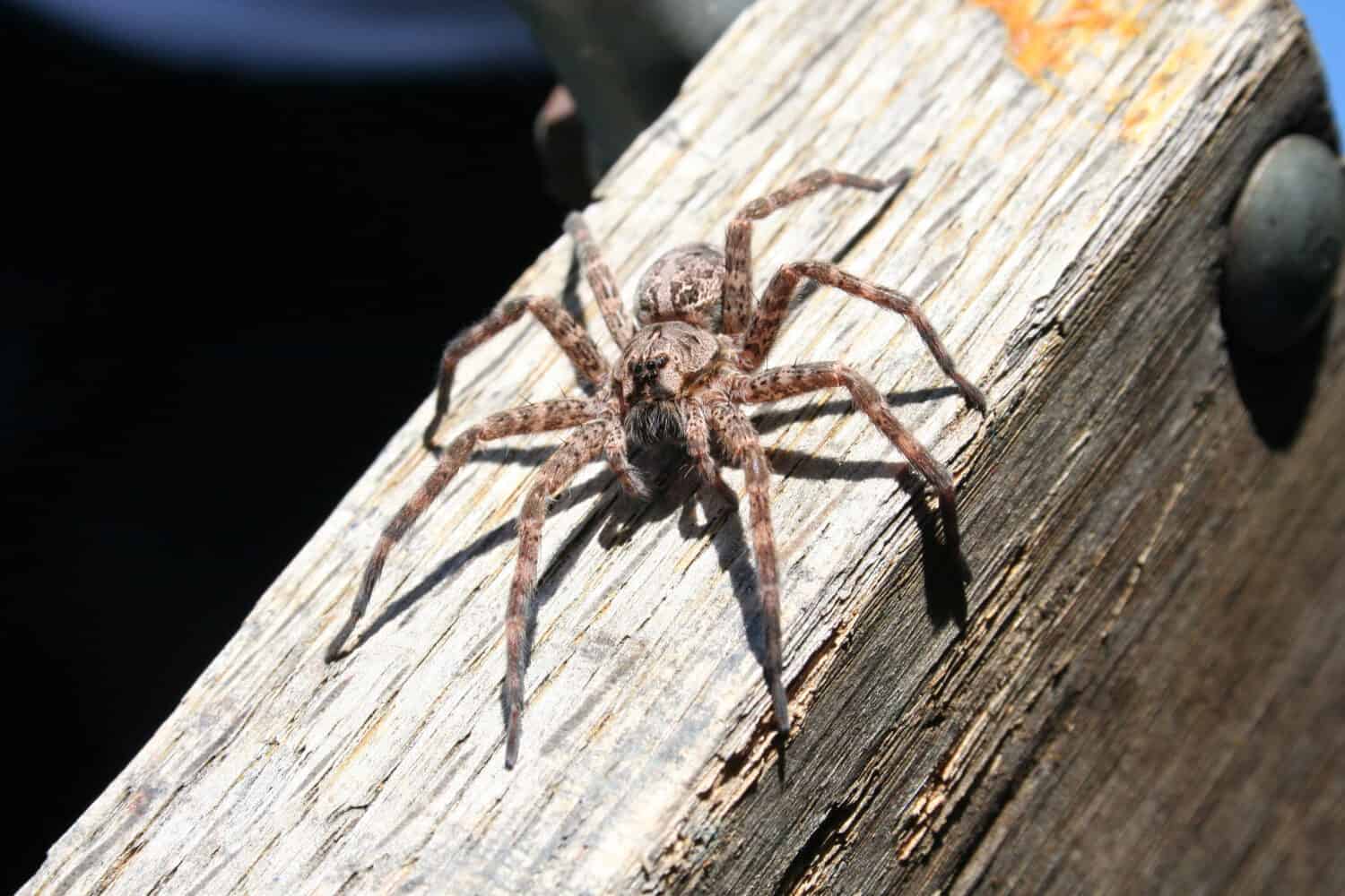 Dock Spider in Ontario, Dolomiti