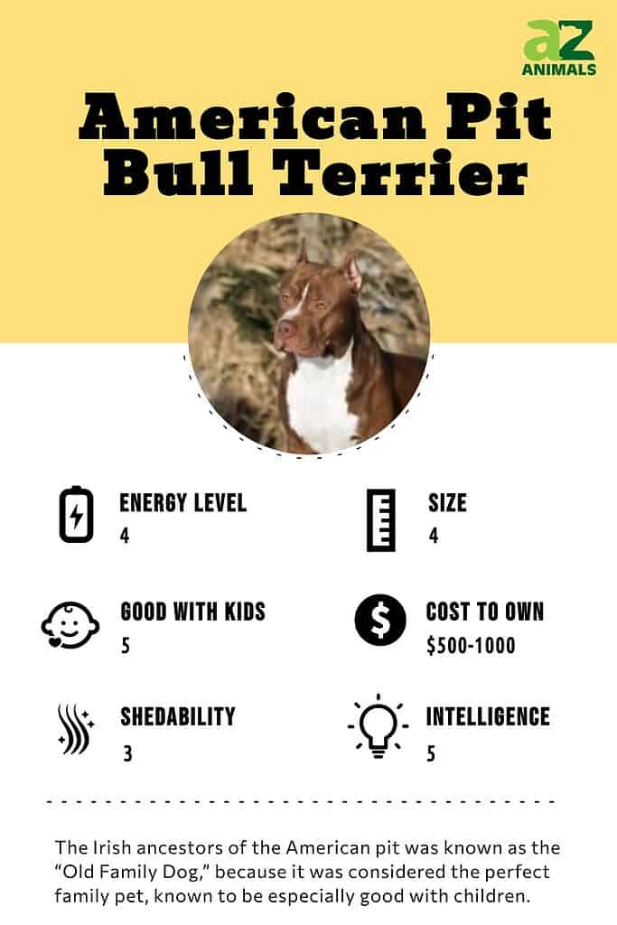 Infografica dell'American Pit Bull Terrier