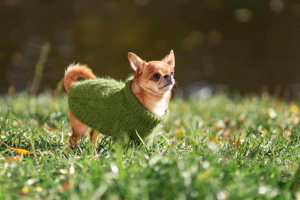 Chihuahua in un maglione