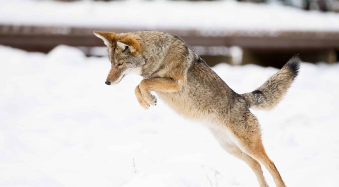 Popolazione di coyote: quanti ne rimangono nel mondo?
