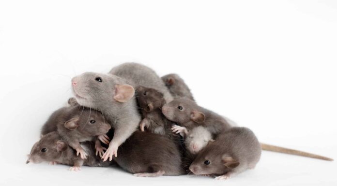 Popolazione di ratti: 5 stati degli Stati Uniti con il maggior numero di ratti
