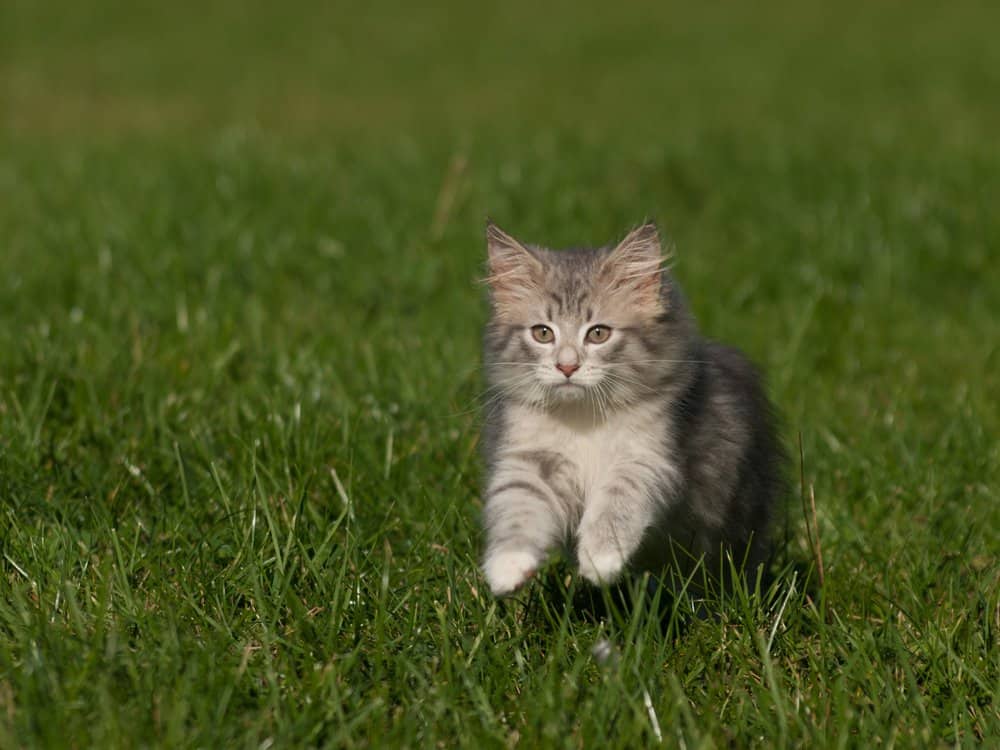 Foresta norvegese (Felis catus) - gattino che corre attraverso l'erba