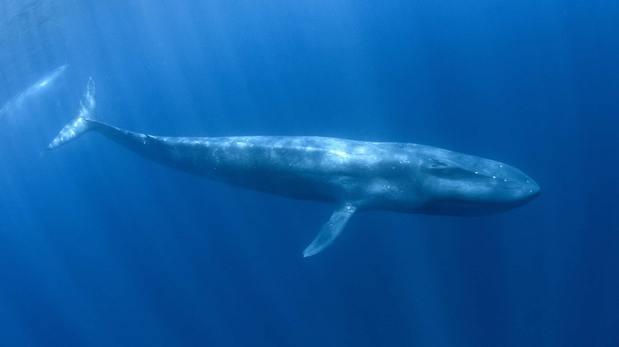 Balena blu pigmea sott'acqua, in migrazione da Timor Est verso l'Australia