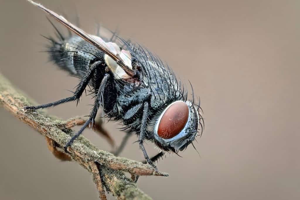 Ritratto di una mosca su un ramoscello.  Occhi negli occhi.  Macrofotografia di una mosca insetto nel suo ambiente naturale.