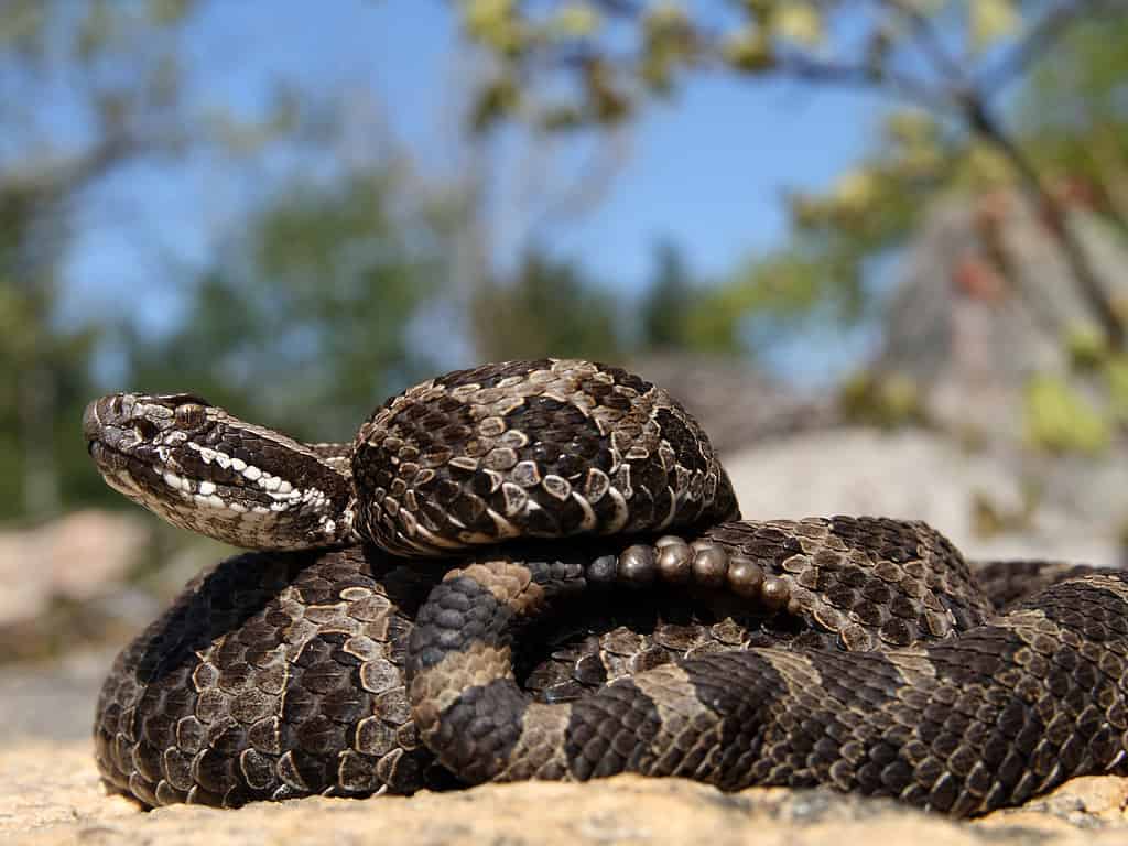 Serpente a sonagli Massasauga (Sistrurus catenatus)