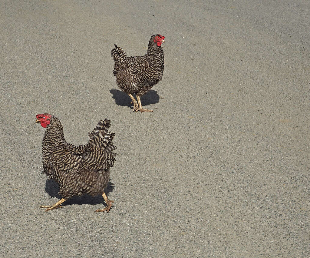 I polli grigi della California fanno parte degli uccelli più stupidi degli Stati Uniti