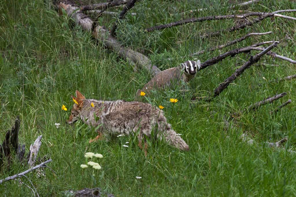 Un tasso e un coyote camminano l'uno vicino all'altro in un lussureggiante prato verde al Parco Nazionale di Yellowstone, nel Wyoming.