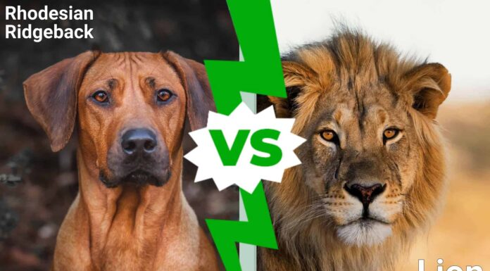 Rhodesian Ridgeback contro Lion: chi vincerebbe un combattimento?
