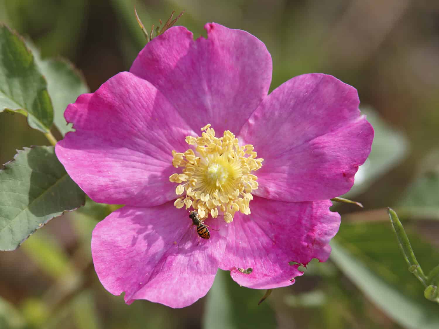 Rosa liscia (Rosa blanda) con Hoverfly - Pinery Provincial Park, Ontario, Canada
