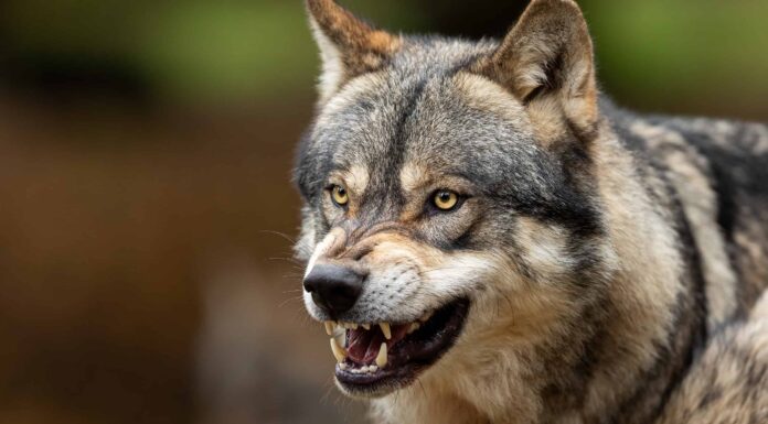 Rottweiler contro lupo: quale animale vincerebbe un combattimento?
